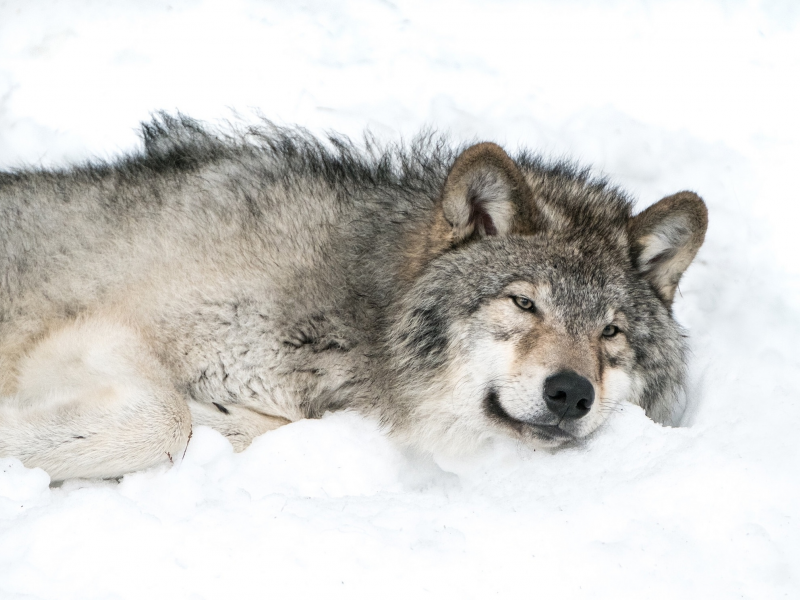 снег, волк