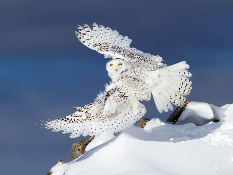зима, снег, сова, крылья, полярная сова, белая сова