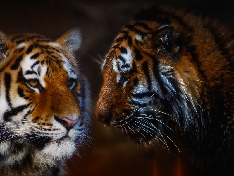 тигры, портрет