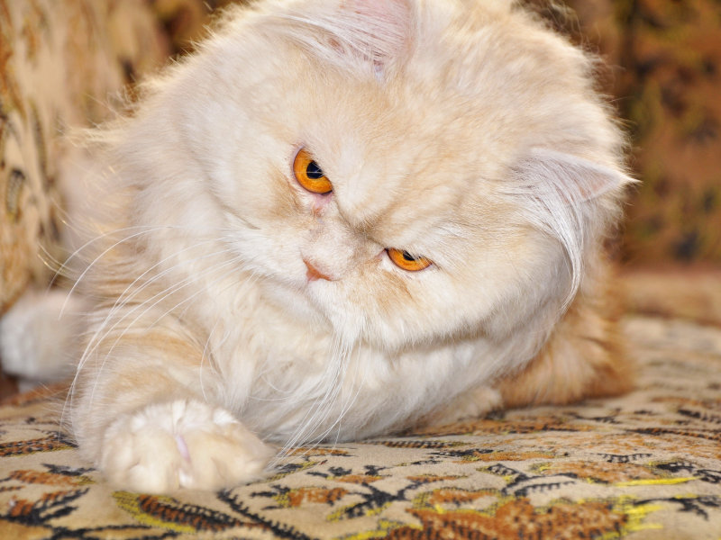 кот, лапка, персидский