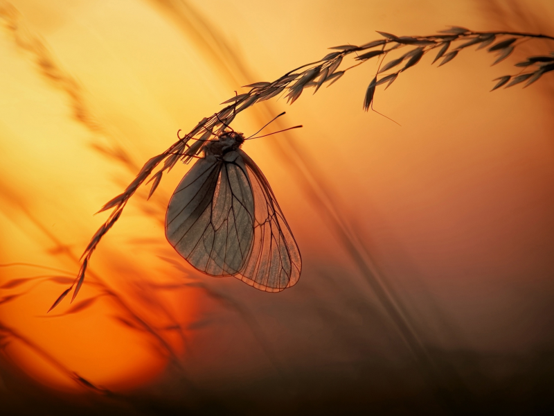 трава, солнце, макро, свет, закат, бабочка