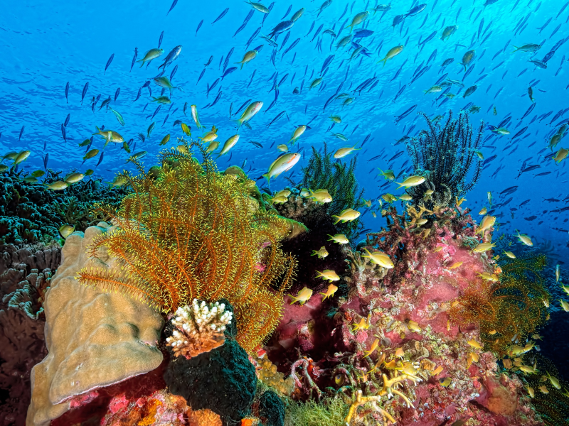 море, вода, рыбы, водоросли, природа, океан, кораллы, подводный мир, под водой