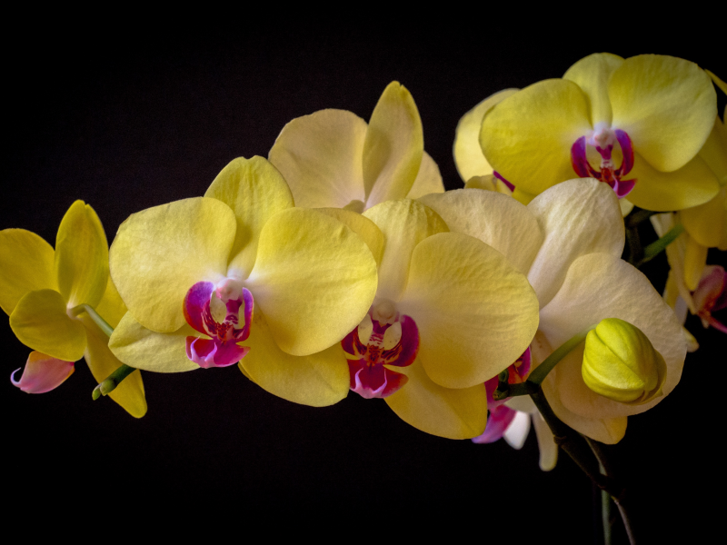 орхидея, фаленопсис, тёмный фон