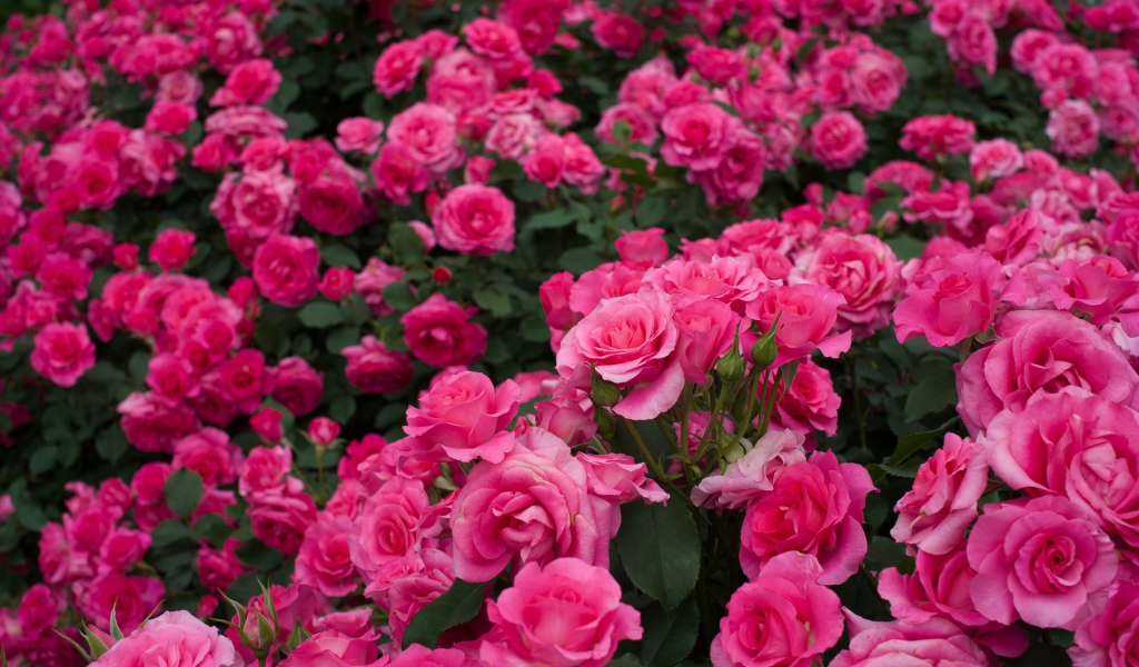 розовый, розы, много, розарий