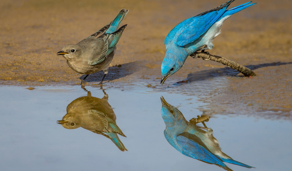 голубая сиалия, птица, отражение, перья, пара