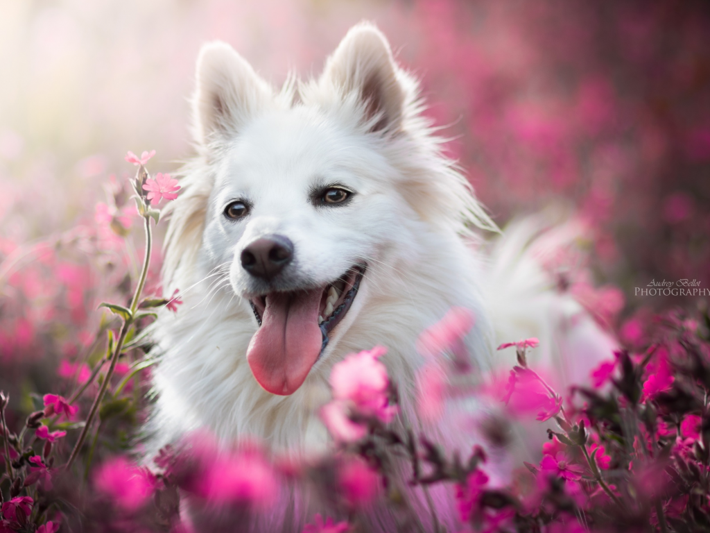 язык, морда, радость, боке, собака, цветы