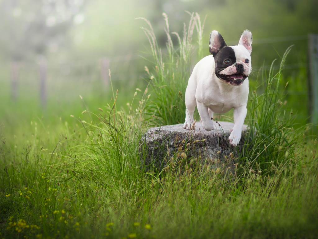собака, трава, французский бульдог, камень