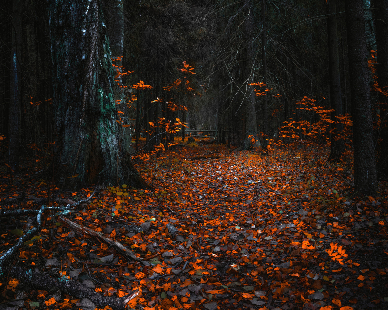лес, осень