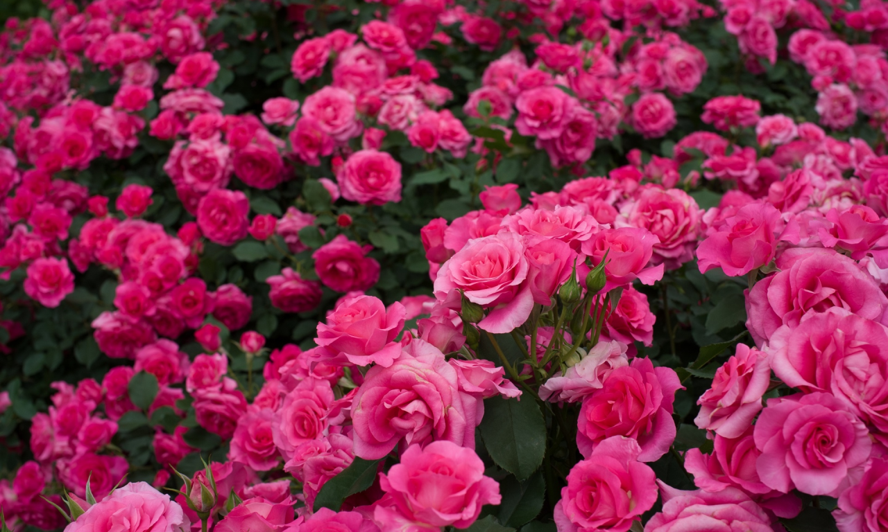 розовый, розы, много, розарий