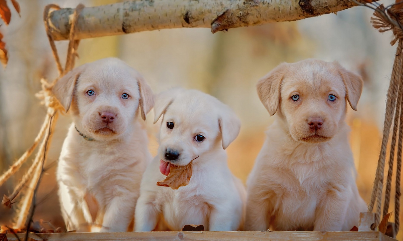 осень, маленькие, сучок, щенки, белые, фон, собаки, трое, щенок, милые, собака