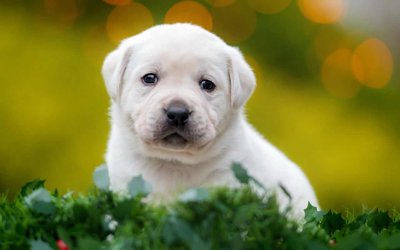 трава, белый, маленький, щенок, мордочка, собака