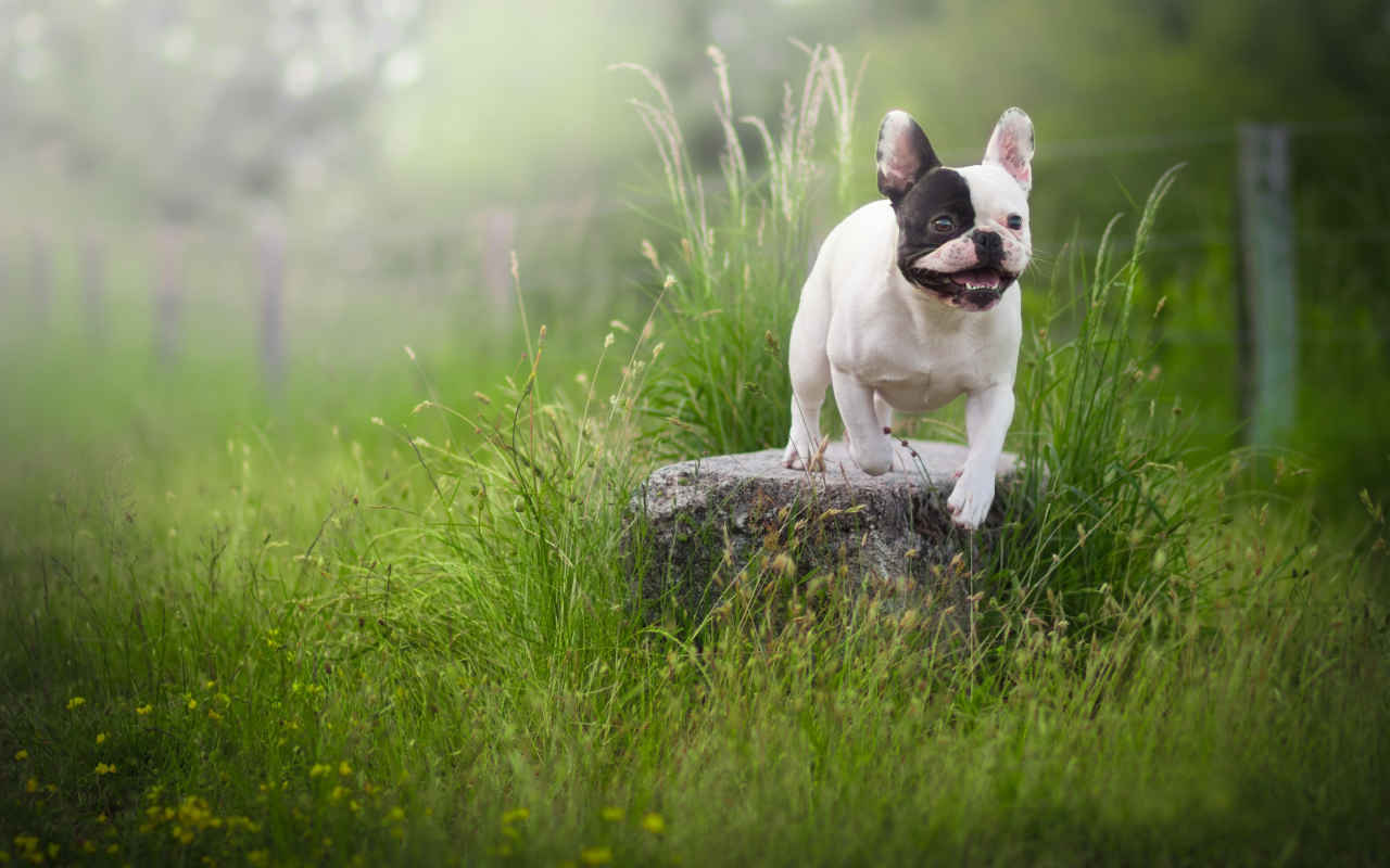 собака, трава, французский бульдог, камень