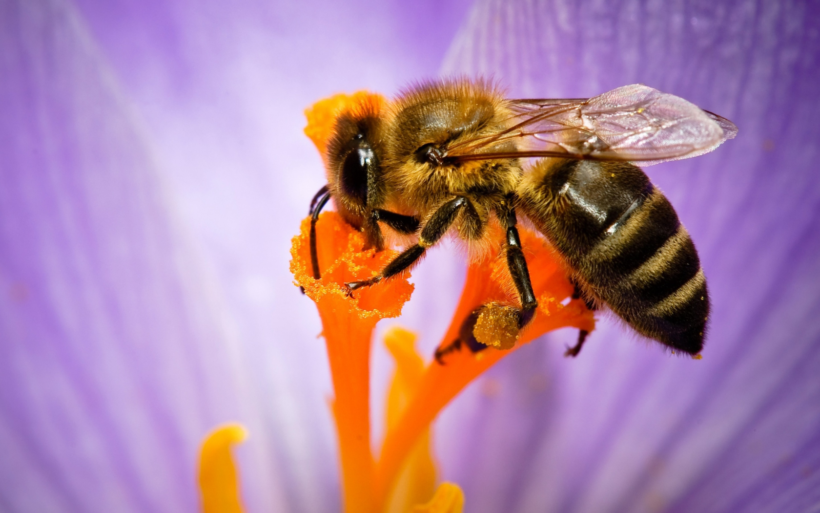 природа, цветок, пчела, насекомое