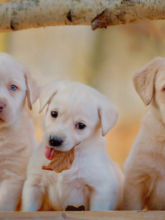 осень, маленькие, сучок, щенки, белые, фон, собаки, трое, щенок, милые, собака