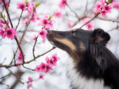 сад, весна, собака