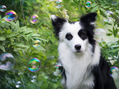 друг, взгляд, пузыри, собака