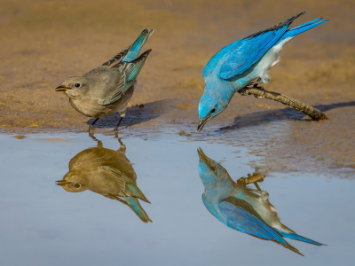 голубая сиалия, птица, отражение, перья, пара