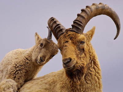 рога, кавказский горный козёл