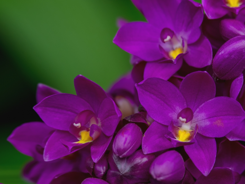 макро, лепестки, лиловый, орхидея