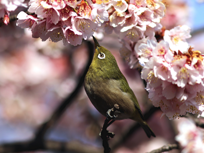 весна, сакура, птица, белоглазка, whiteeye, белый глаз, ветка, цветы