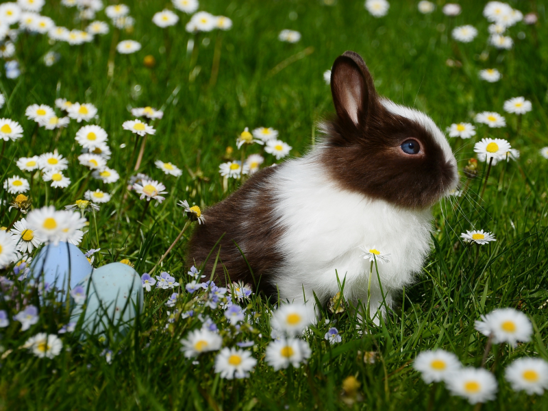 трава, ромашки, яйца, пасха, кролик, крашенки, животное, цветы