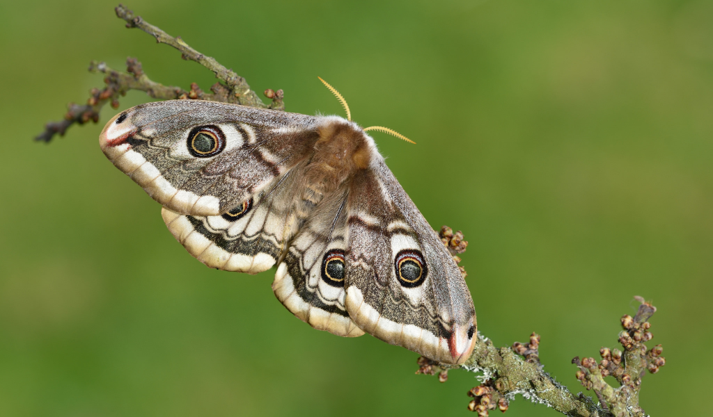 мотылёк, макро