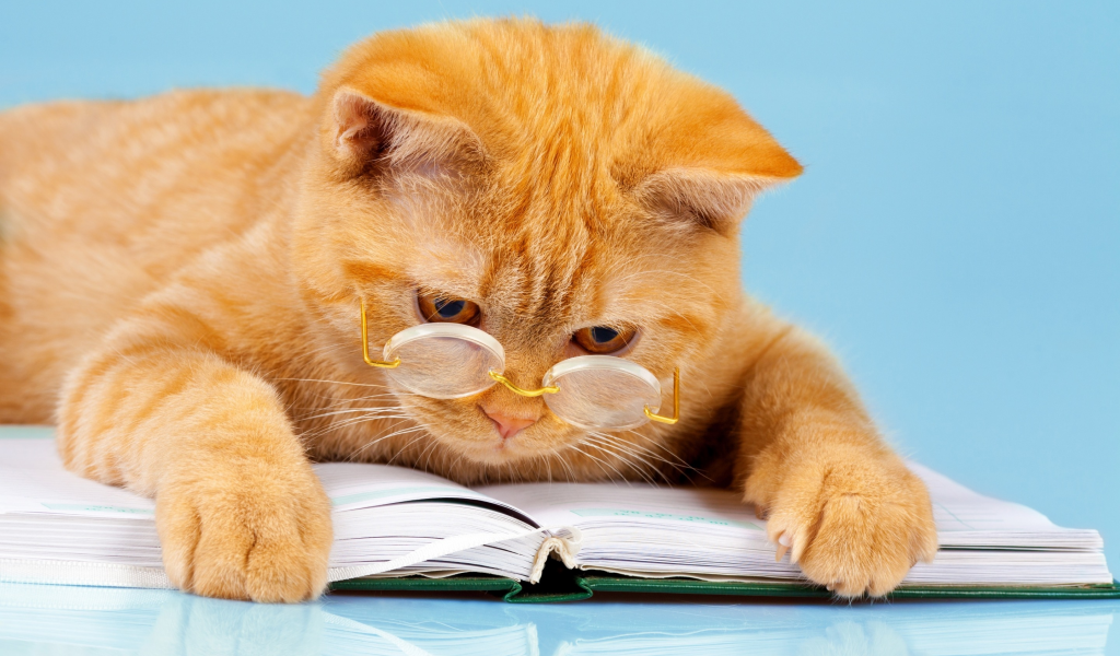 кот, юмор, читает, очки, умный, книга, рыжий, фон, лапы, лежит
