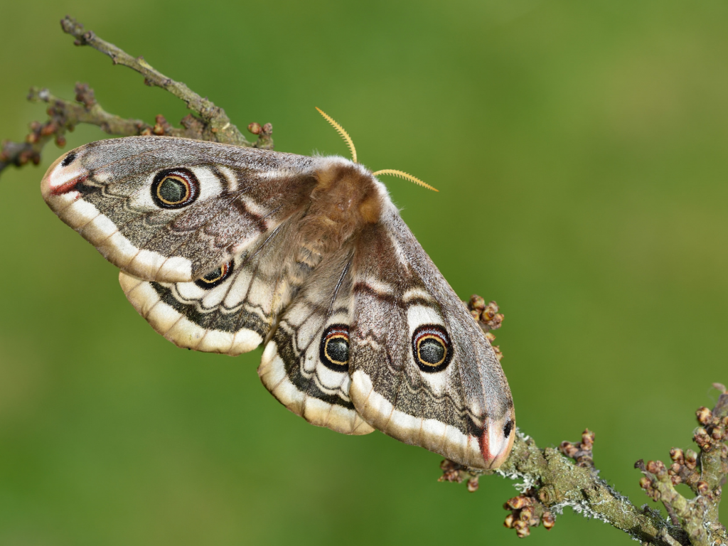 мотылёк, макро