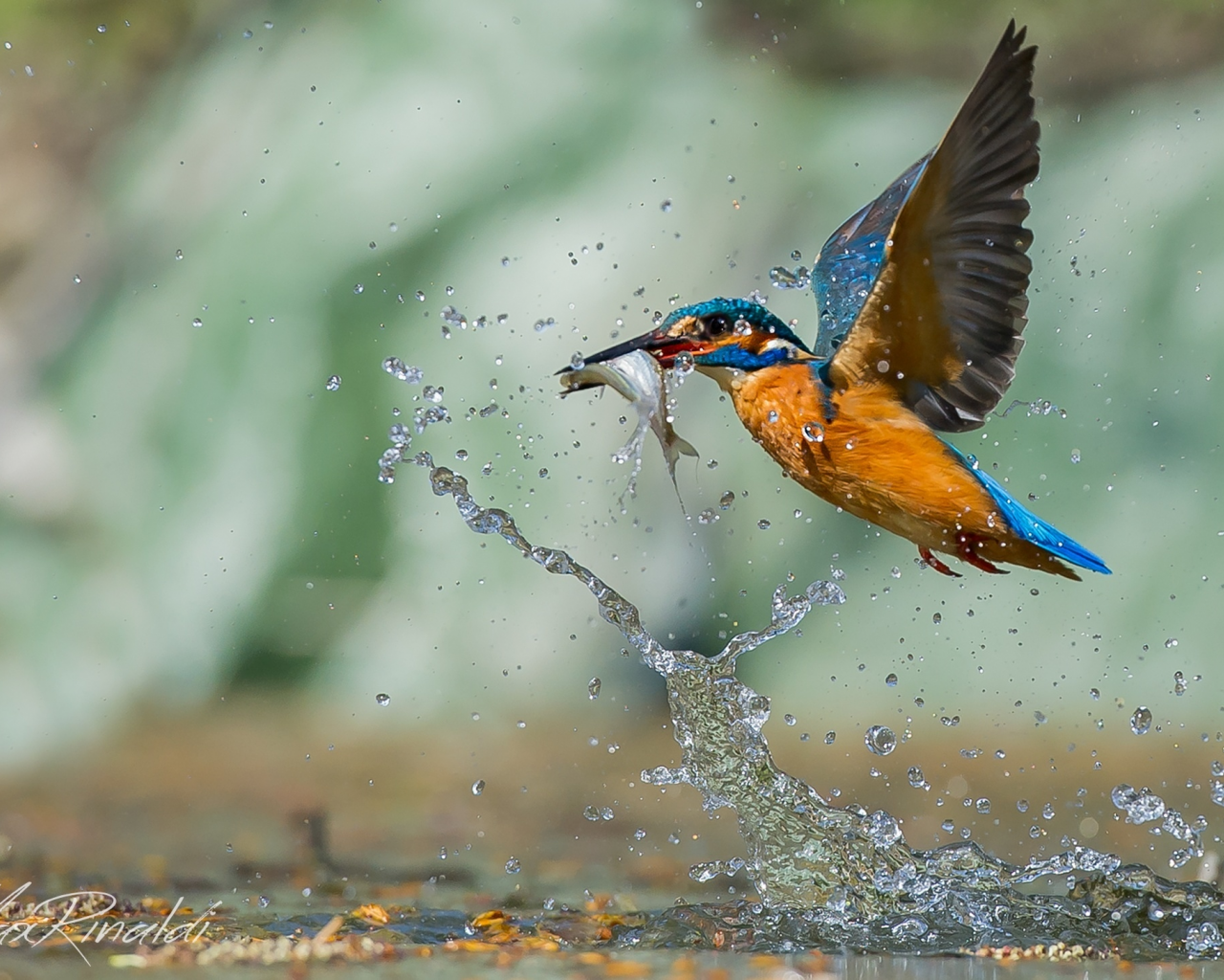 bird, drop, hunt, вода, fish, птица, water, рыба, зимородок, охота, капли