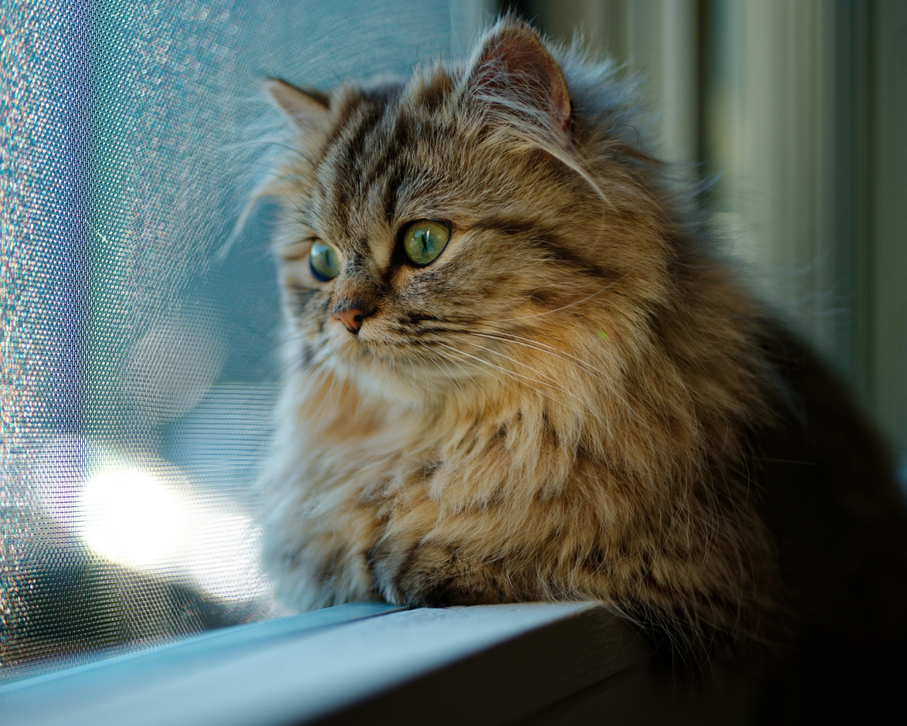 кот, окно, взгляд, кошка
