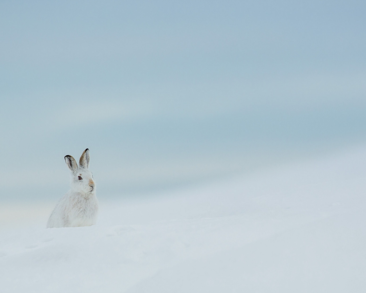 заяц, зима, природа