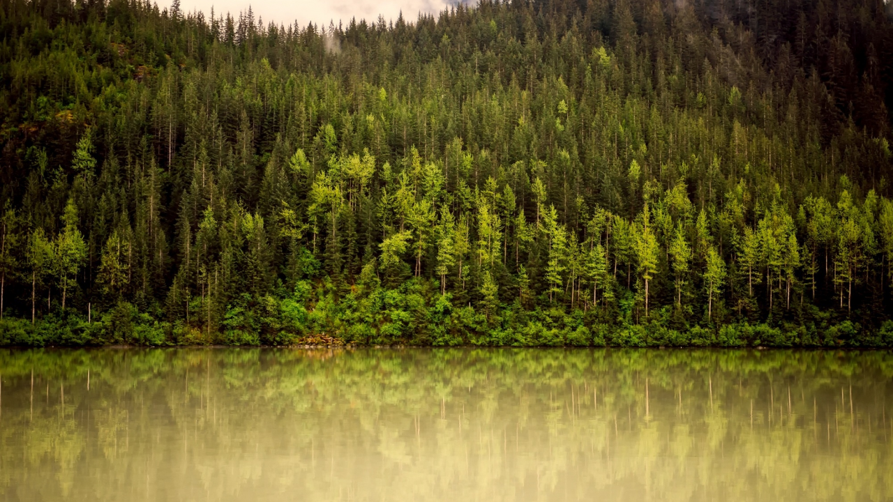 лес, река, деревья, туман, горы, зелень, аляска