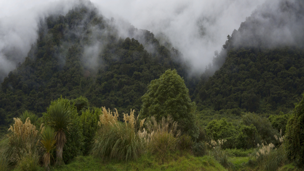 новая зеландия, горы, туман, деревья, кусты, лес