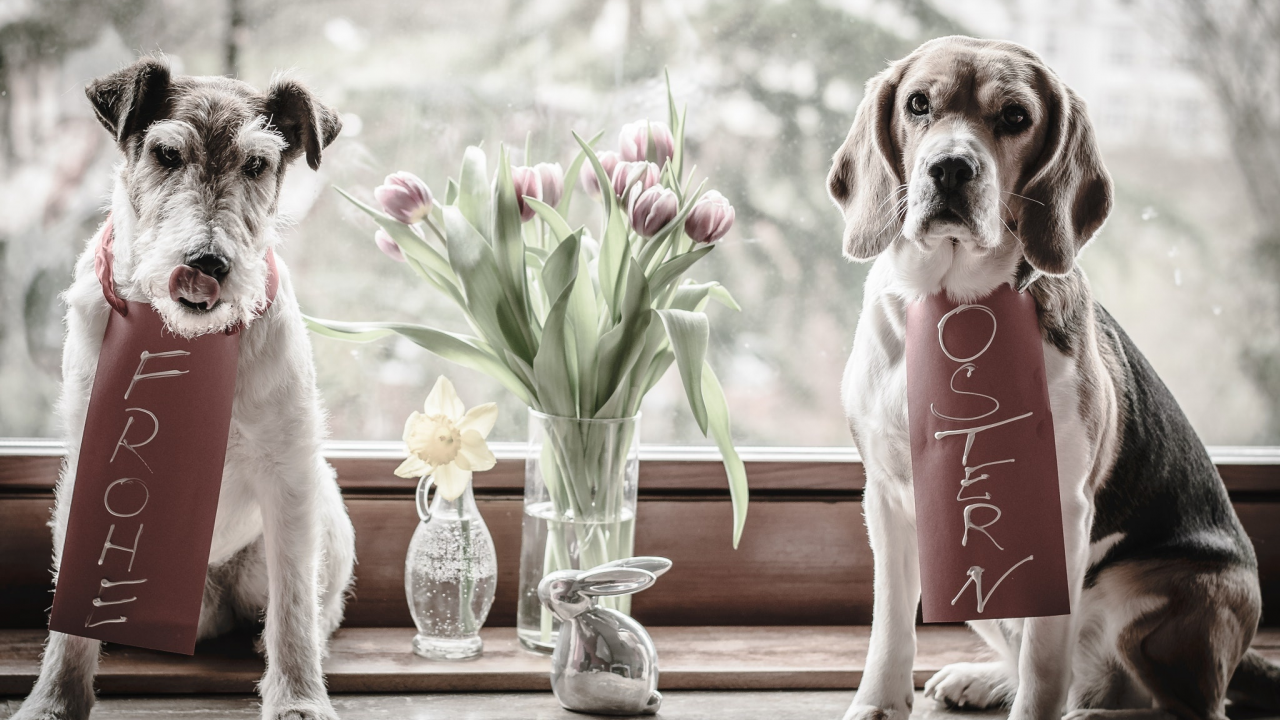 тюльпаны, фигурка, собаки, окно, цветы, ваза, животные, бигль