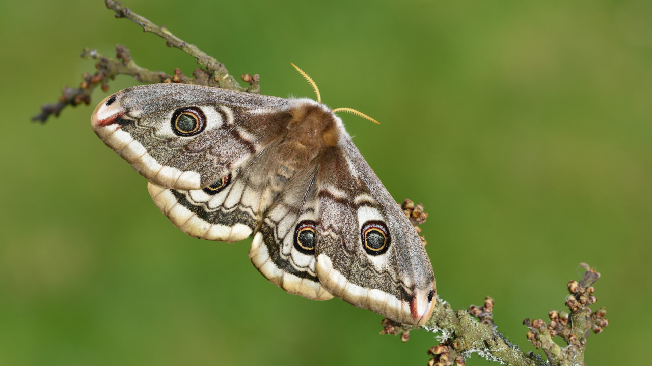 мотылёк, макро