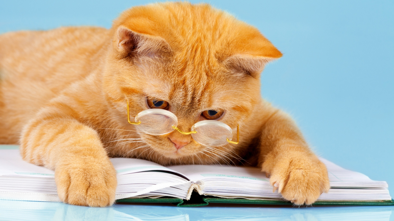 кот, юмор, читает, очки, умный, книга, рыжий, фон, лапы, лежит