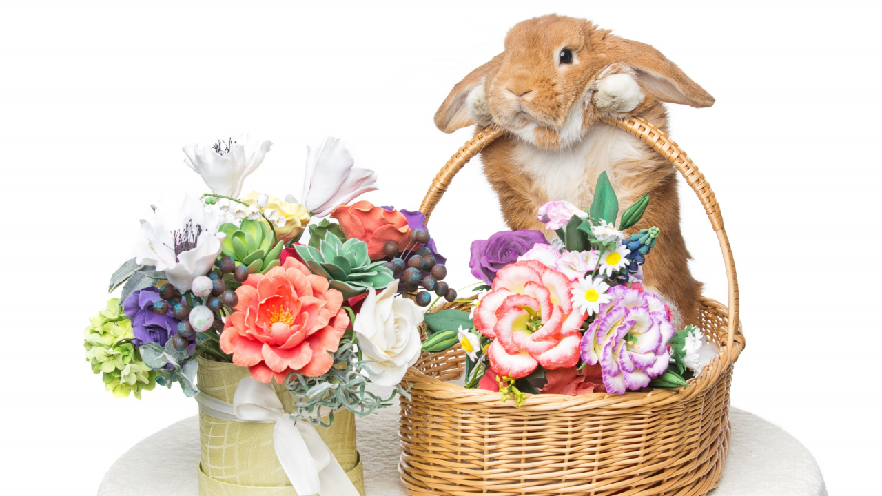 rabbit, happy, кролик, eggs, spring, flowers, цветы