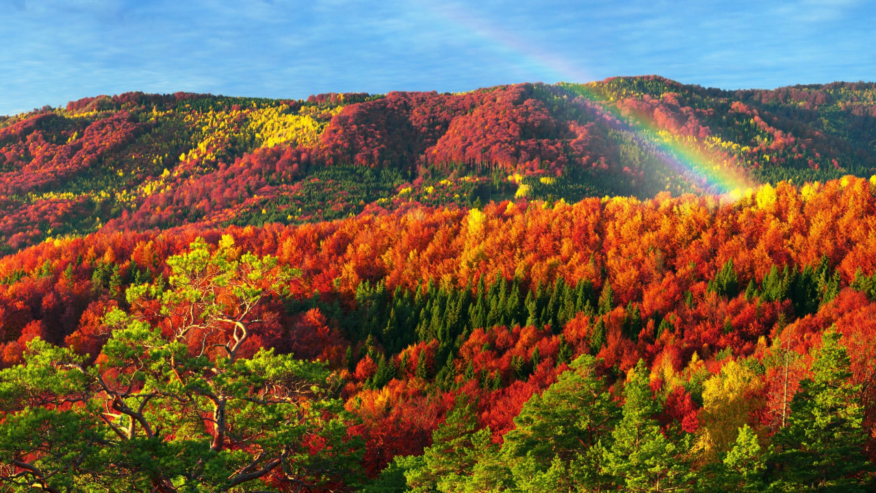 лес, арпаты, золотая, краина, осень, акарпатье, деревья, горы, разноцветные, солнце