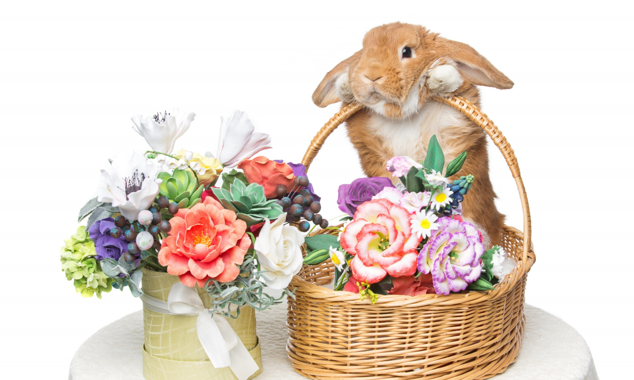 rabbit, happy, кролик, eggs, spring, flowers, цветы