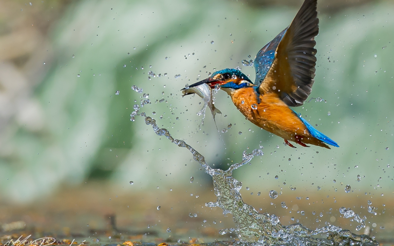 bird, drop, hunt, вода, fish, птица, water, рыба, зимородок, охота, капли