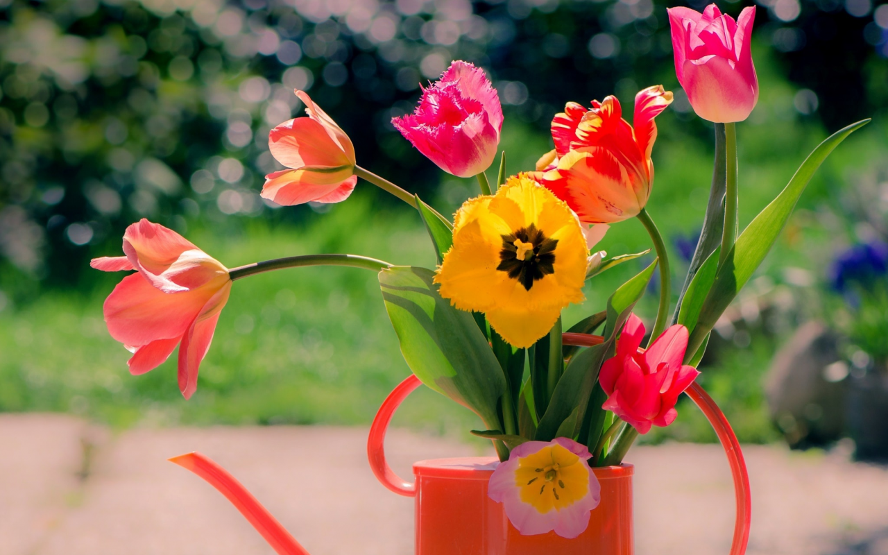 букет, тюльпаны, лейка, цветы