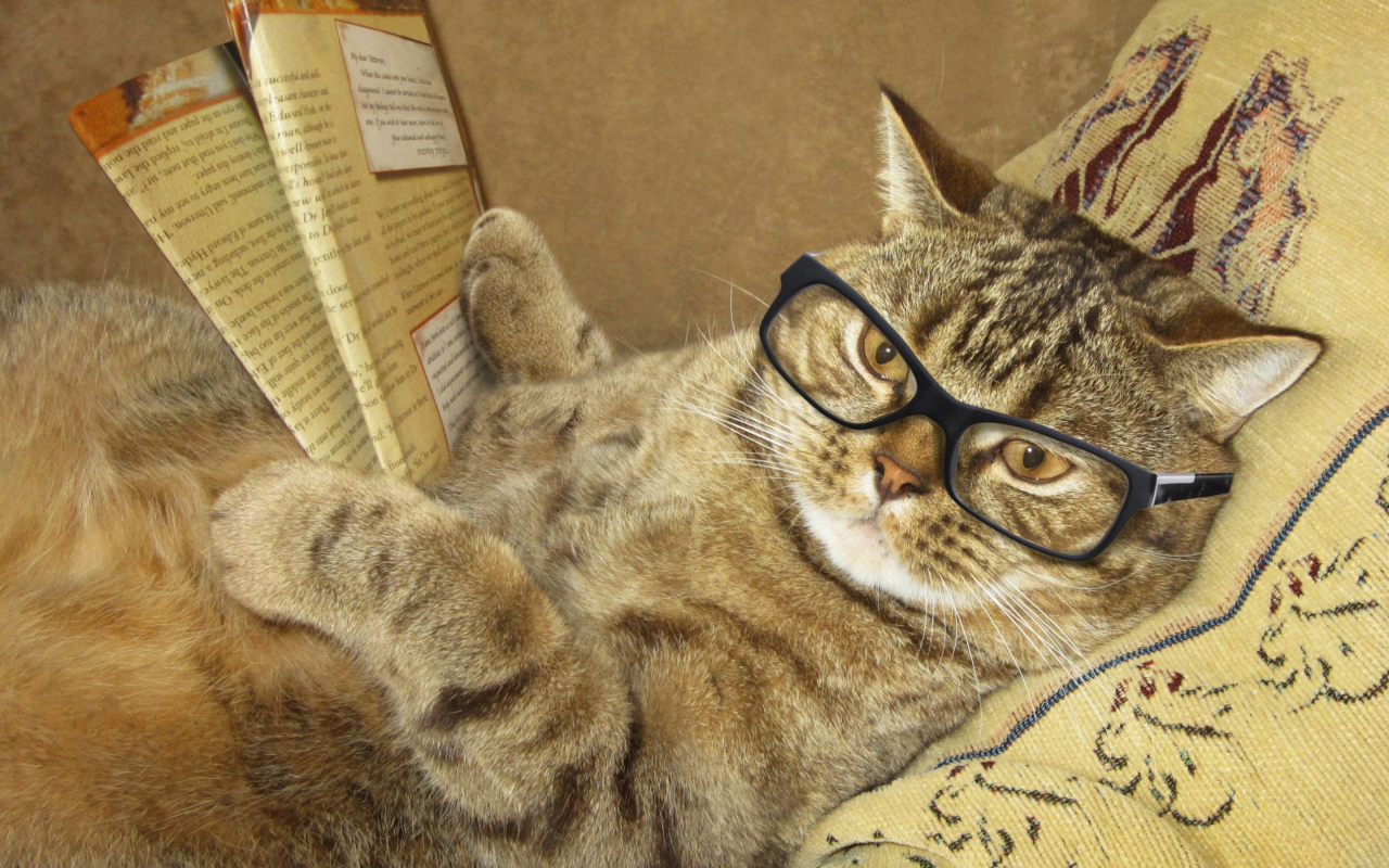кот, читает, юмор, умный, журнал, подушка, лежит, креатив, очки