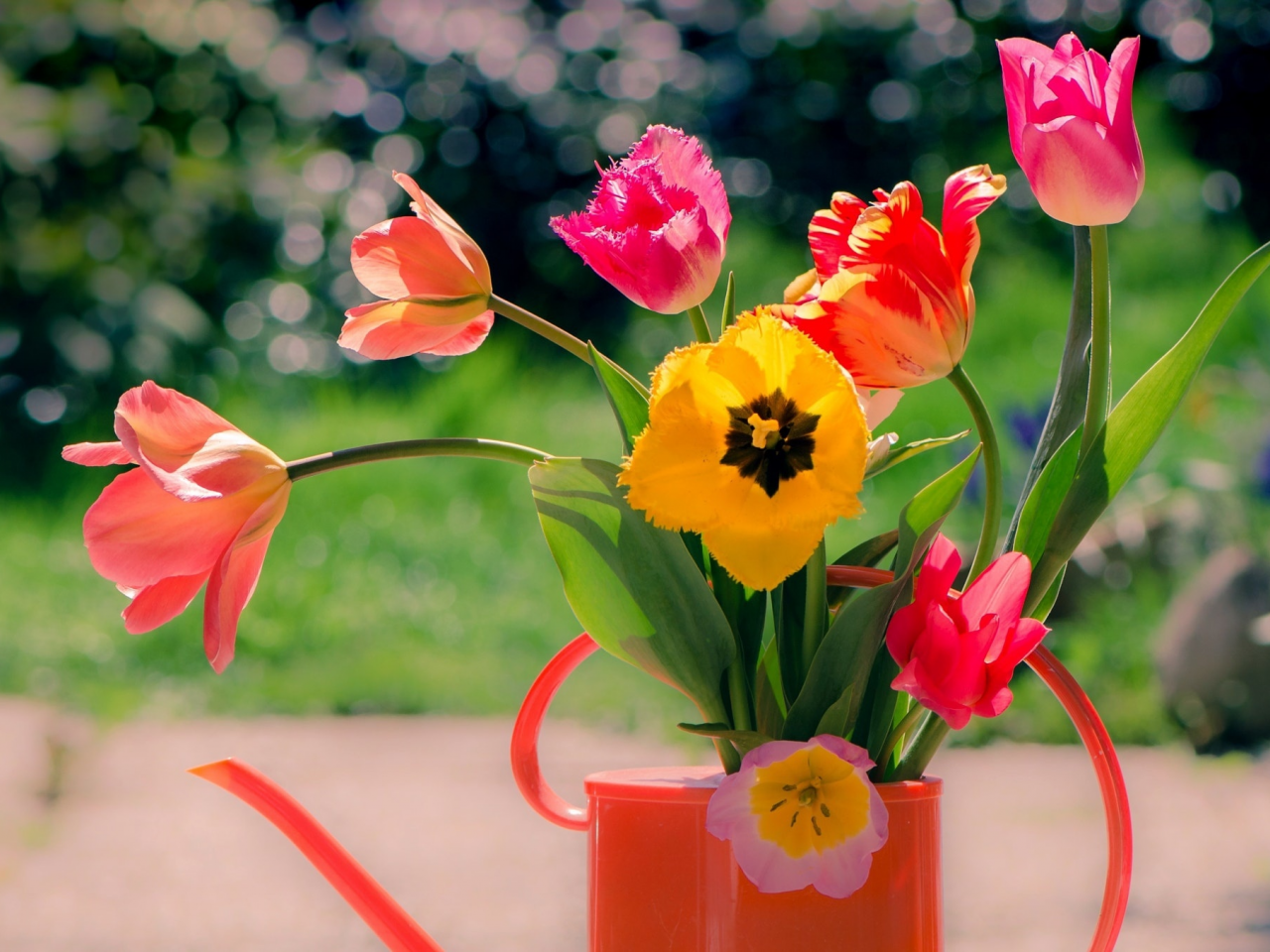 букет, тюльпаны, лейка, цветы