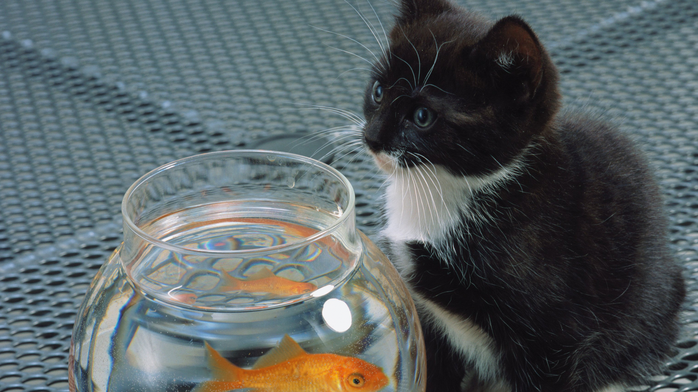 кошка, cat, белый, котенок, черный, рыба, аквариум, кот