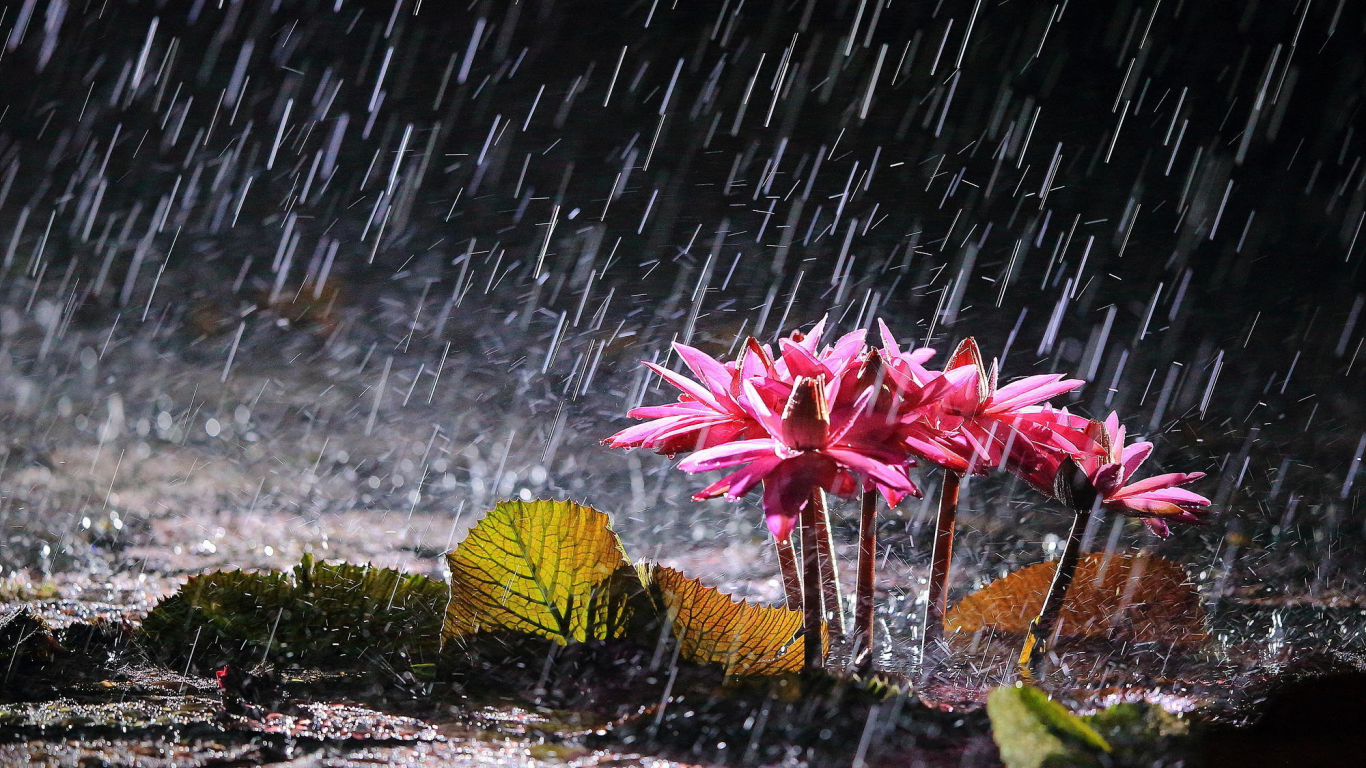 цветы, озеро, водяные лилии, дождь