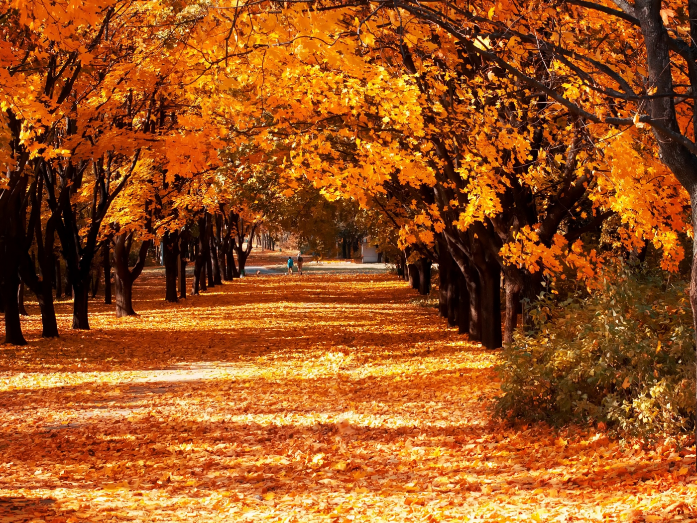 листья, осень, деревья, аллея, желтые, парк, солнечно