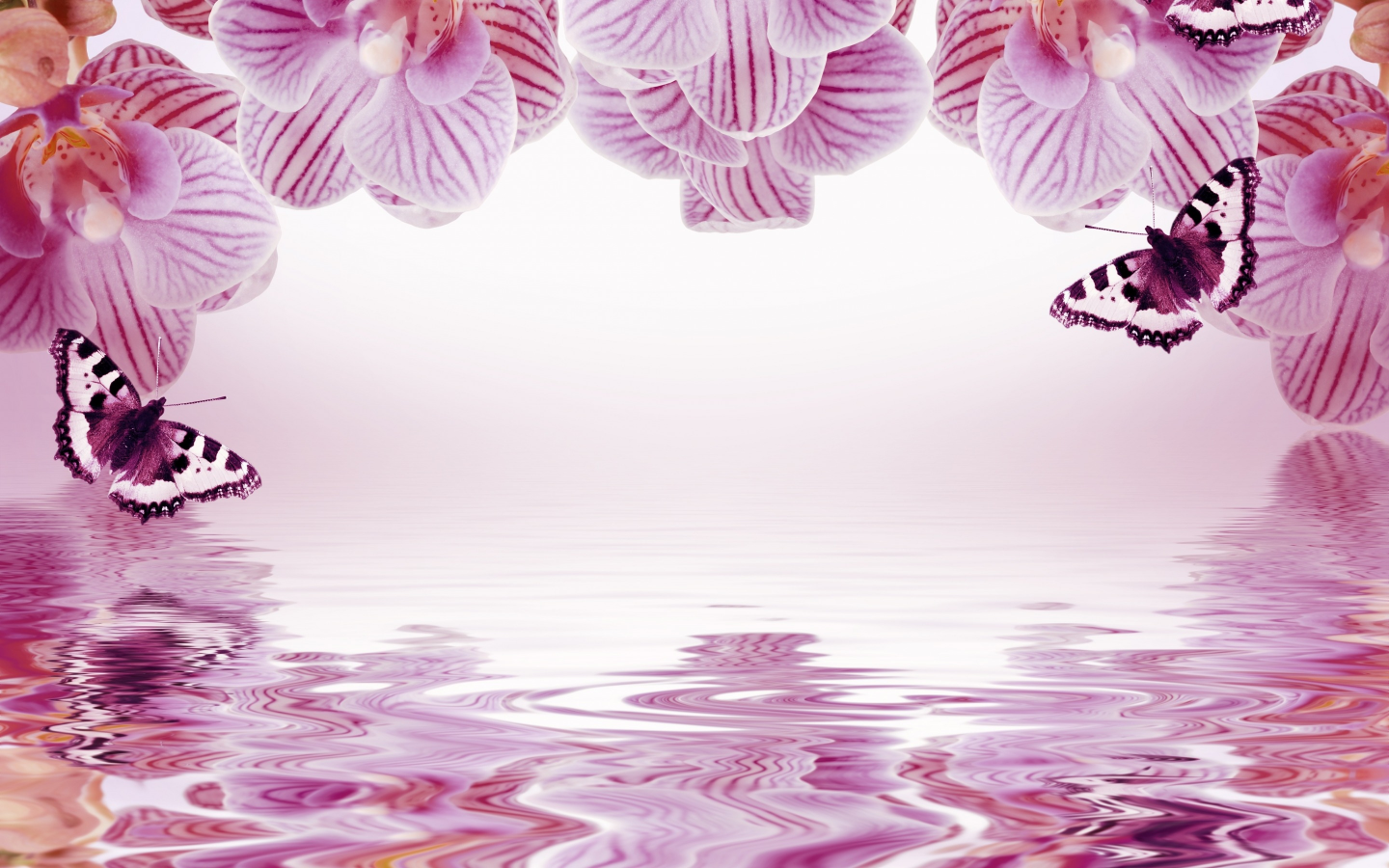 орхидеи, фон, бабочки, отражение, рамка, цветы