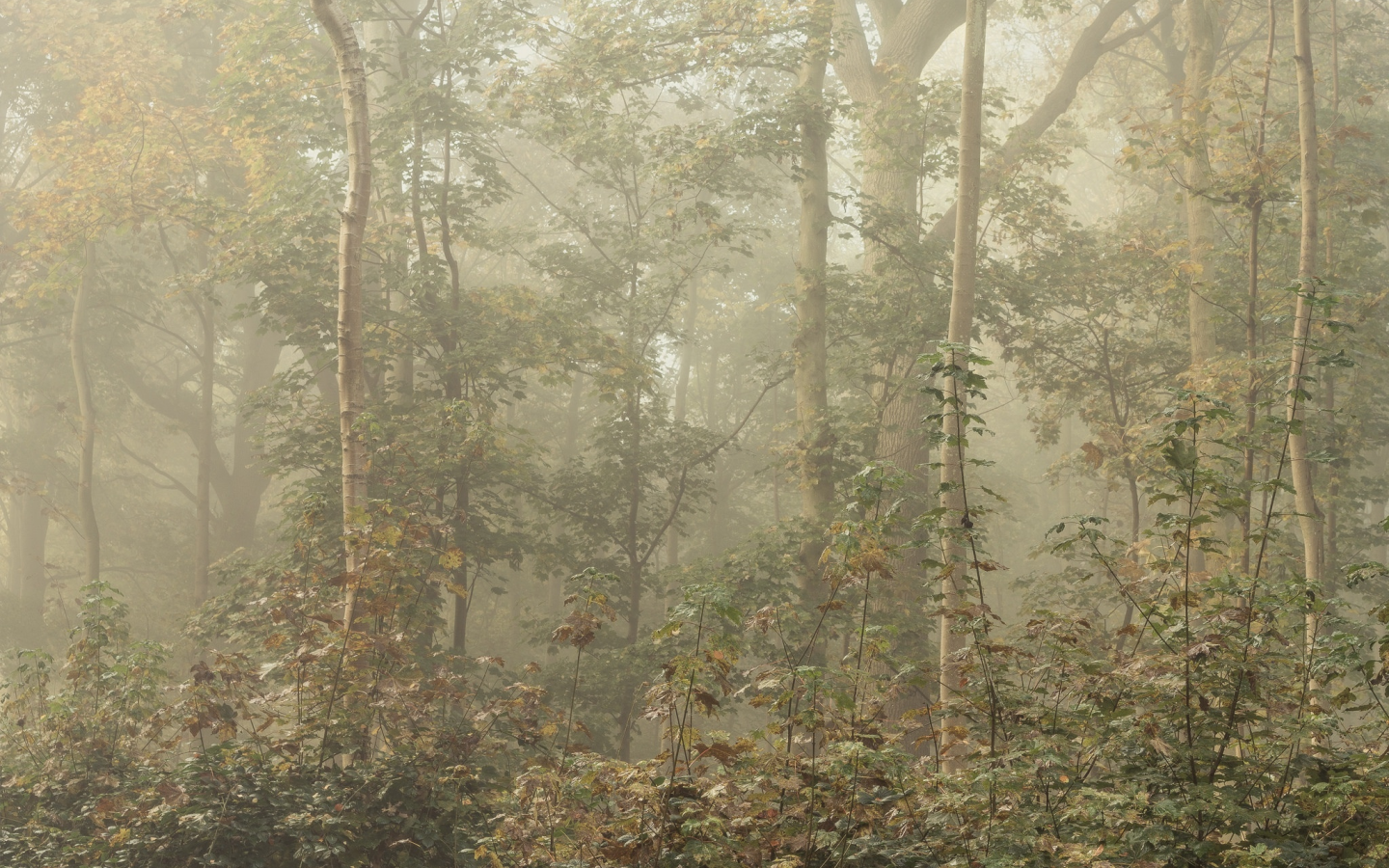 листья, лес, туман