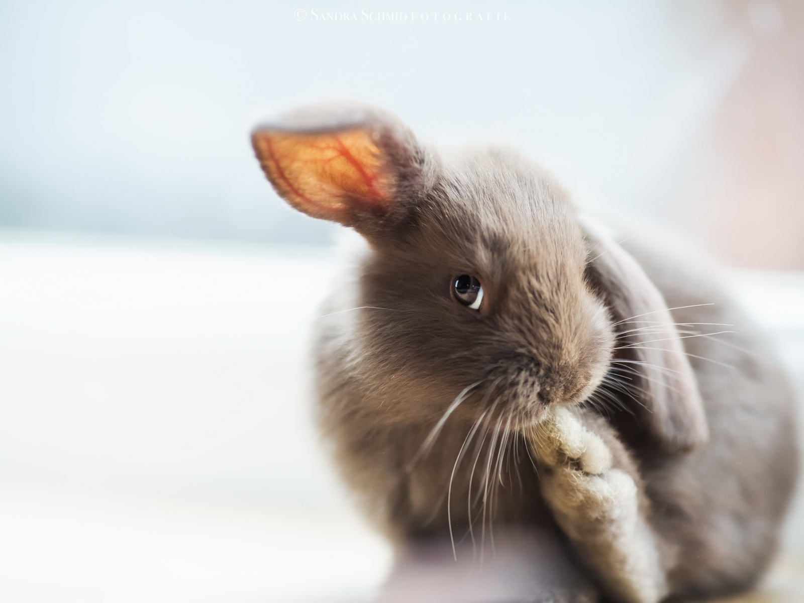 кролик, фон, взгляд