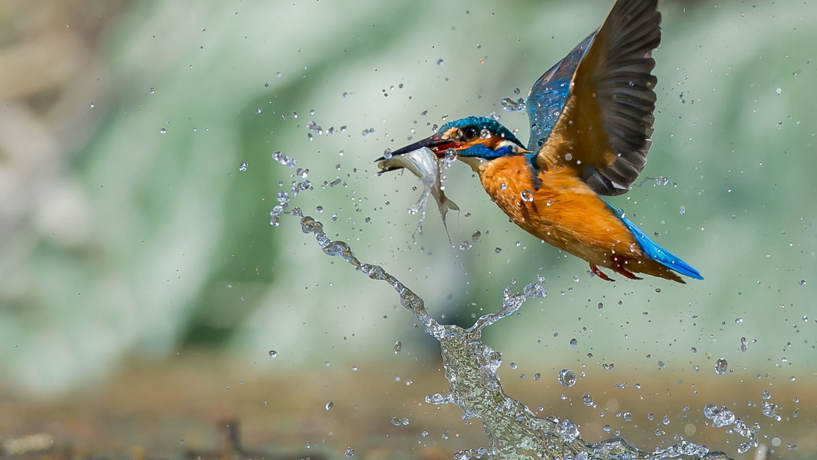 bird, drop, hunt, вода, fish, птица, water, рыба, зимородок, охота, капли